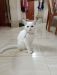 parsian cat